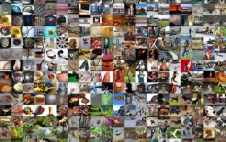 ImageNet Image