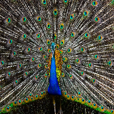 peacock 224 x 224
